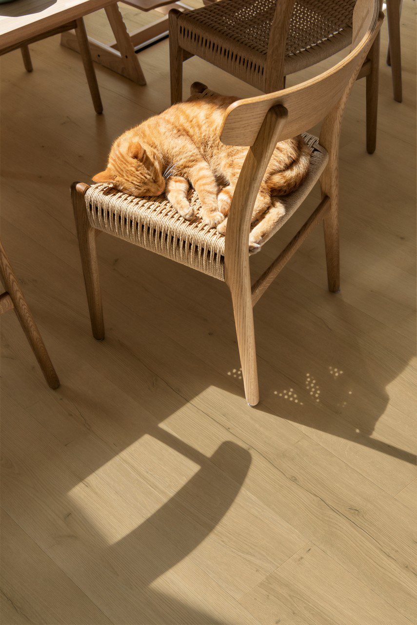 Quick Step Bloom Brushed Oak Beige LVT flooring installed on a dining room floor, with a dining table and chairs, and a red cat sleeping on a chair.